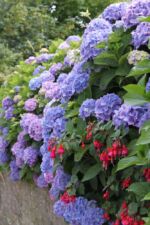 Blumenschmuck in Omonville