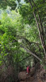 Abstieg vom Mirador de las Barandas nach Los Tilos
