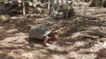 Es gibt auch Land-Schildkröten, auf St. Barts