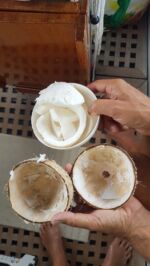 Haben den Dreh raus,mit dem Öffnen der Kokosnuss...